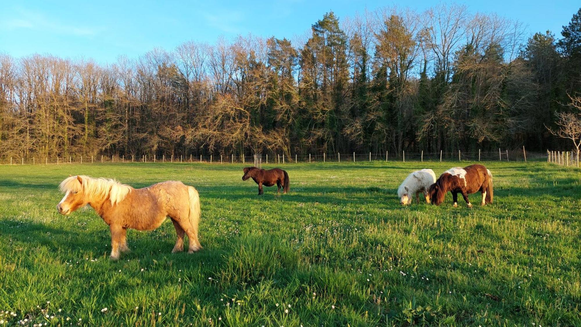 Ferme Des Petites Oreilles 4 Etoiles Montignac-Lascaux Exteriér fotografie