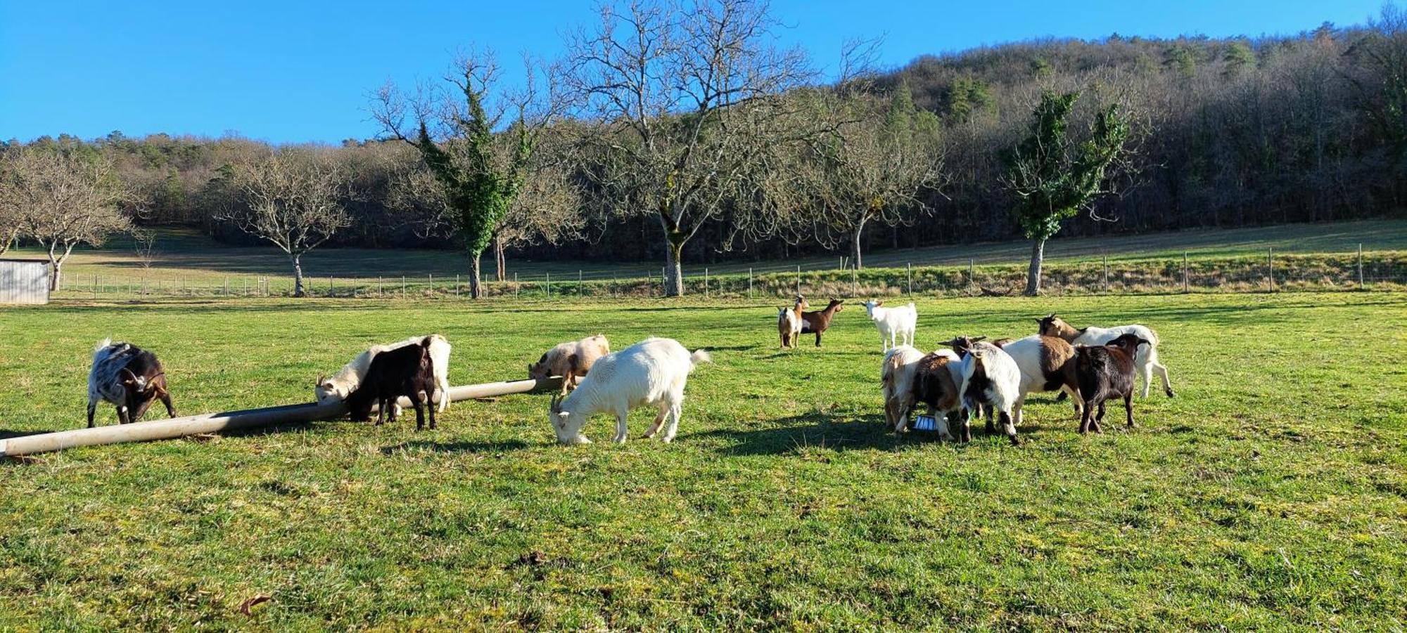 Ferme Des Petites Oreilles 4 Etoiles Montignac-Lascaux Exteriér fotografie